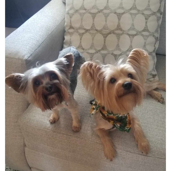 Meet your Posher, Cindy - Picture 8 of 16